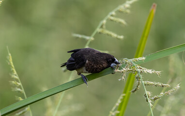 White-rumped Munia eating grass in the field.