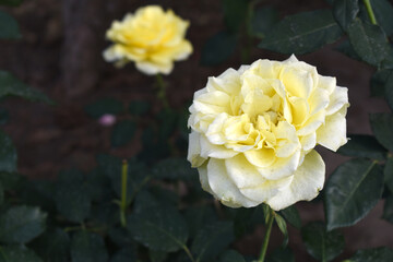 Beautiful white yellow rose flower closeup in garden, A very beautiful white yellow rose flower bloomed on the rose tree, Rose flower closeup, bloom flowers, Natural spring flower floral background