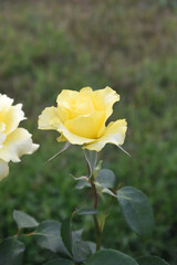 Beautiful white yellow rose flower closeup in garden, A very beautiful white yellow rose flower bloomed on the rose tree, Rose flower closeup, bloom flowers, Natural spring flower floral background