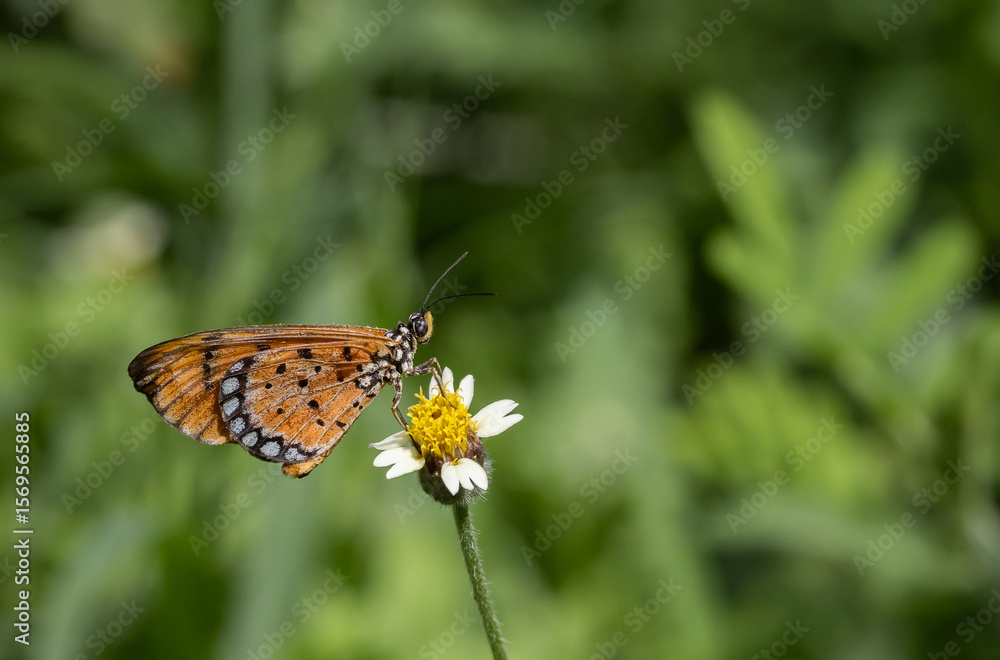 Wall mural plain tiger perched on a grass flower and photographed in macro.