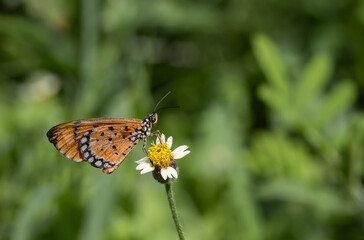 Plain Tiger Perched on a grass flower and photographed in macro.