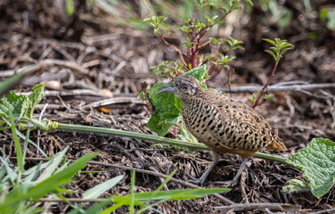 Barred Buttonquail that can be found in the fields of Thailand.