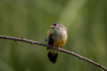 Red Avadavat The bill and body feathers are bright red. The eye stripe is narrow and black. The...