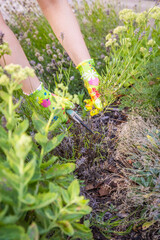 Naklejka premium Woman hands prune lavender in a garden