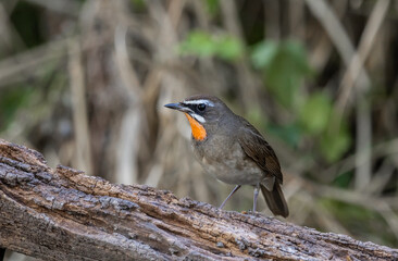 Siberian Rubythroat on the branch animal portrait.