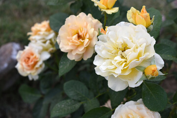 Beautiful pink yellow rose flower closeup in garden, A very beautiful pink yellow rose flower bloomed on the rose tree, Rose flower closeup, bloom flowers, Natural spring flower floral background