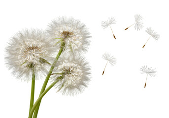 Grown Dandelions and Floating Dandelion Seeds &ndash; Nature Botanical Scene, Isolated on White or Transparent Background