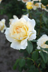 Beautiful pink yellow rose flower closeup in garden, A very beautiful pink yellow rose flower bloomed on the rose tree, Rose flower closeup, bloom flowers, Natural spring flower floral background