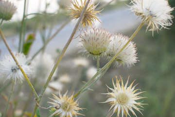 A blooming Creeping Thistle plant, Creeping thistles flower at the meadow. wild flower bloom, thistle in seed, natural flower, creeping thistle flower closeup, Closeup of fluffy creeping thistles seed