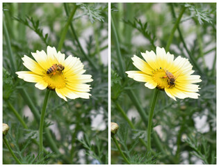 White Yellow Crown Daisy, Close-up of a white and yellow crown daisy flower, blooming in nature,...