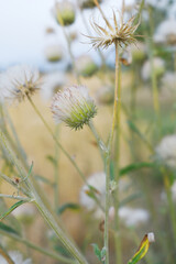 A blooming Creeping Thistle plant, Creeping thistles flower at the meadow. wild flower bloom, thistle in seed, natural flower, creeping thistle flower closeup, Closeup of fluffy creeping thistles seed