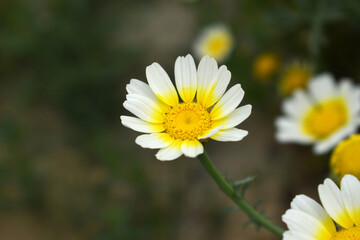 White Yellow Crown Daisy, Close-up of a white and yellow crown daisy flower, blooming in nature,...