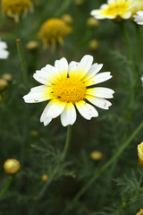White Yellow Crown Daisy, Close-up of a white and yellow crown daisy flower, blooming in nature,...