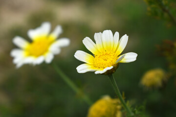 Obraz premium White Yellow Crown Daisy, Close-up of a white and yellow crown daisy flower, blooming in nature, Close-up shot of beautiful White yellow Crown Daisy flower (Chrysanthemum coronarium), Crown Daisy,