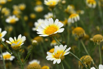 White Yellow Crown Daisy, Close-up of a white and yellow crown daisy flower, blooming in nature, Close-up shot of beautiful White yellow Crown Daisy flower (Chrysanthemum coronarium), Crown Daisy,