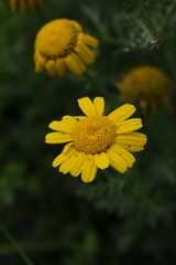 Bright Yellow Crown Daisy, Close-up of a Bright yellow crown daisy flower, blooming in nature, Close-up shot of beautiful yellow Crown Daisy flower (Chrysanthemum coronarium), Crown Daisy,