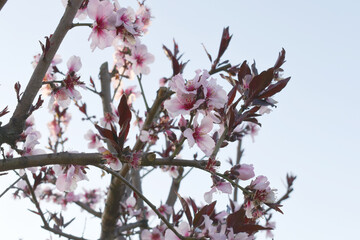 Beautiful Pink Peach Blossoms in a Garden, Pink Peach Flowers Blooming on Peach Tree, Beautiful peach flowers close up - as background, Flowering branch of fruit flower closeup