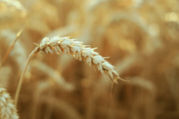 backdrop of ripening ears of yellow golden wheat field as raw eco bio natural food background. Copy...