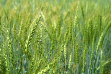 Green wheat field close up image, Green Wheat whistle, Wheat bran fields, agriculture, wheat field Pakistan, closeup of green cereal field