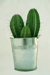iron metal pot of long high green cactus isolated on white background. are one of the easier plants...