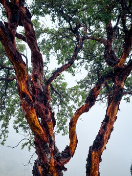 Vibrant Polylepis Tree with Orange Bark and Green Leaves