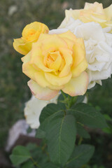 Beautiful yellow rose flower closeup in garden, A very beautiful rose flower bloomed on the rose tree, Rose flower, bloom flowers, Natural spring flower, Nature floral background,