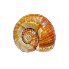 Obraz premium Colorful Spiral Shell with Intricate Patterns and Textures on a White Background Perfect for Nature and Beach Themes transparent background