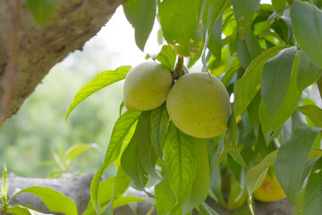 Fresh young unripe Peach fruits on a tree branch with leaves closeup, A bunch of unripe Peaches on...