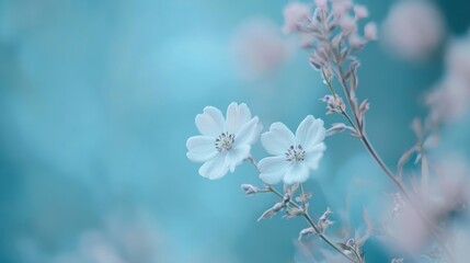 Ephemeral Whisper: Delicate white cosmos flowers against an ethereal turquoise backdrop
