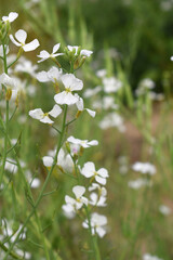 Beautiful white Radish Flower. Radish flower bloom. Closeup radish flower with green leaves in the spring, also known by its common name Virginia stock. Radish flower blooming in nature