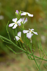 Beautiful white Radish Flower. Radish flower bloom. Closeup radish flower with green leaves in the spring, also known by its common name Virginia stock. Radish flower blooming in nature