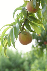 Fresh young unripe Peach fruits on a tree branch with leaves closeup, A bunch of unripe Peaches on...