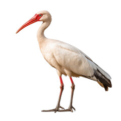 Fototapeta premium Majestic White Bird with Long Legs and Red Beak Standing Gracefully on a Transparent Background in Natural Pose transparent background
