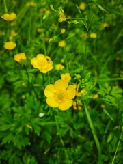 Bright yellow meadow buttercup flower blooming in natural sunlight. Fresh wildflower with delicate petals, symbolizing beauty and nature.