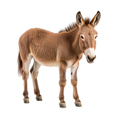 Obraz premium Cute and Playful Donkey Standing on the White Background in Studio Setting for Animal Photography and Farm Themes transparent background