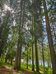 Fototapeta premium Side view of dense forest with tall spruce trees. Natural green landscape, detailed texture of needles and bark, peaceful atmosphere in daylight.