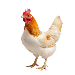 Fototapeta premium Vibrant and Healthy Chicken Standing Proudly with Striking Feather Patterns on a Bright White Background transparent background