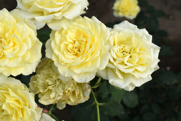 Beautiful white yellow rose flower closeup in garden, A very beautiful white yellow rose flower bloomed on the rose tree, Rose flower closeup, bloom flowers, Natural spring flower floral background