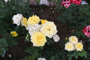 Beautiful white yellow rose flower closeup in garden, A very beautiful white yellow rose flower bloomed on the rose tree, Rose flower closeup, bloom flowers, Natural spring flower floral background