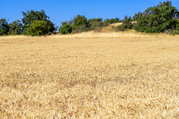 Golden wheat field, green line of trees on background. Summer landscape, scenic rural view. Concept...