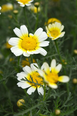 White Yellow Crown Daisy, Close-up of a white and yellow crown daisy flower, blooming in nature, Close-up shot of beautiful White yellow Crown Daisy flower (Chrysanthemum coronarium), Crown Daisy,