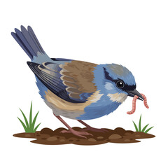 Obraz premium Blue bird foraging in soil with worm in beak and grass nearby 