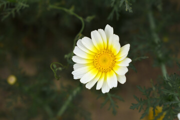 White Yellow Crown Daisy, Close-up of a white and yellow crown daisy flower, blooming in nature,...