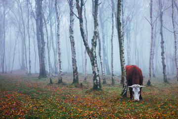 Solitary cow standing quietly in a misty birch forest surrounded by autumn leaves and tree trunks...