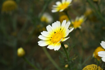 White Yellow Crown Daisy, Close-up of a white and yellow crown daisy flower, blooming in nature,...