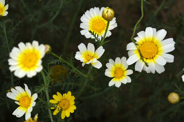 White Yellow Crown Daisy, Close-up of a white and yellow crown daisy flower, blooming in nature,...