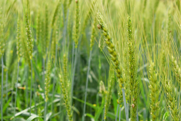Green wheat field close up image, Green Wheat whistle, Wheat bran fields, agriculture, wheat field Pakistan, closeup of green cereal field