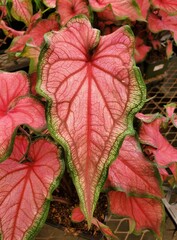 Close-up of a vibrant Caladium Puppy Love leaf, showcasing its pink vein, green hues and unique patterns
