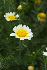 White Yellow Crown Daisy, Close-up of a white and yellow crown daisy flower, blooming in nature,...