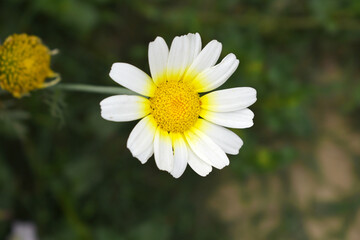 White Yellow Crown Daisy, Close-up of a white and yellow crown daisy flower, blooming in nature,...